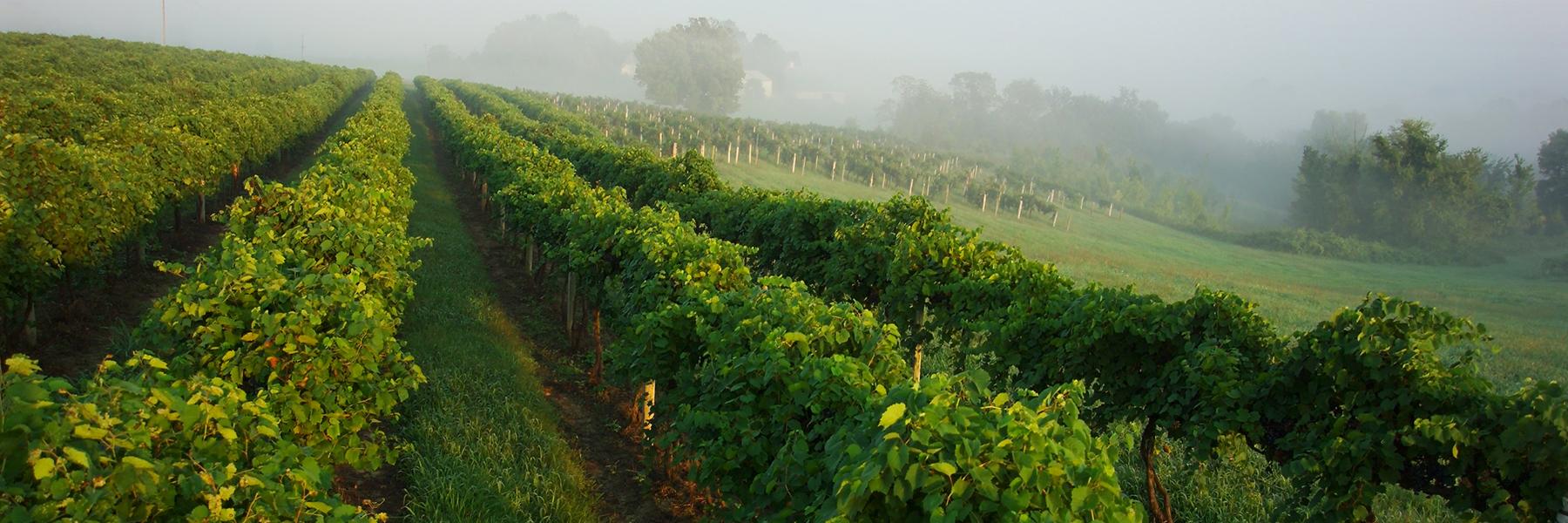 A field of grapes in Missouri Wine Country.
